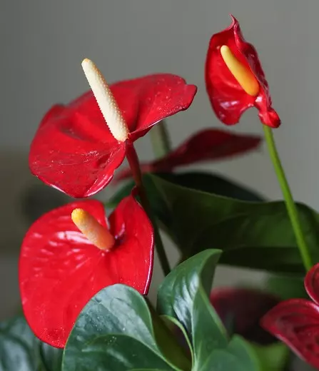 anthurium-photo-credit-blumenbiene-on-visualhunt-la-jardinerie-de-pessicart-nice-livraison-a-domicile-nice-06-plantes-vertes-terres-terreaux-jardinage-arbres-cactus.jpeg.webp