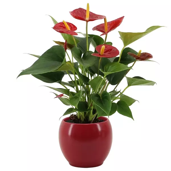 anthurium-rouge-3-la-jardinerie-de-pessicart-nice-livraison-a-domicile-nice-06-plantes-vertes-terres-terreaux-jardinage-arbres-cactus.jpeg.webp